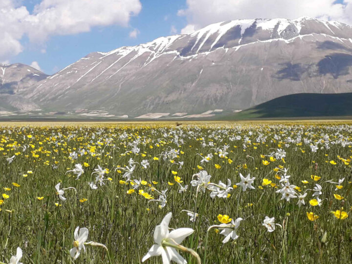 Ricostruzione a Castelluccio, il plauso di Fratelli d’Italia: “Passo in avanti importante”